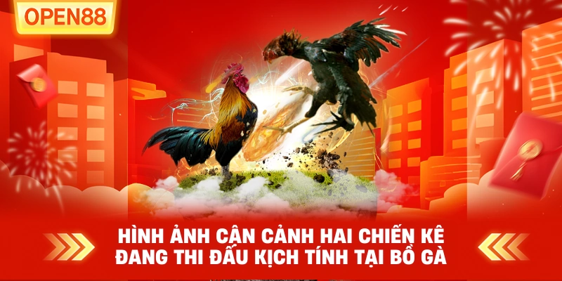 Hình ảnh cận cảnh hai chiến kê đang thi đấu kịch tính tại bồ gà
